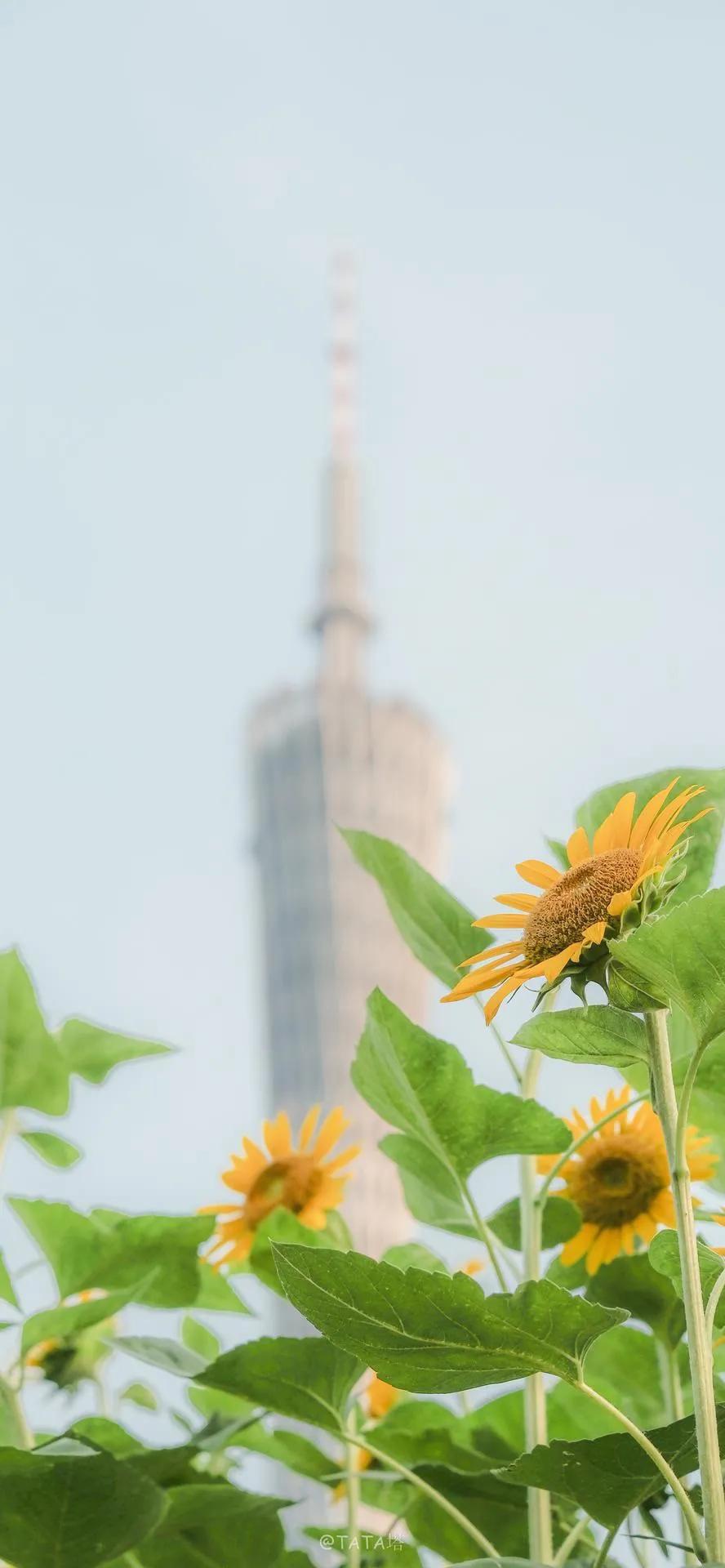 超高清海洋沙滩风景壁纸全屏,湛蓝的海水海滩风景高清壁纸