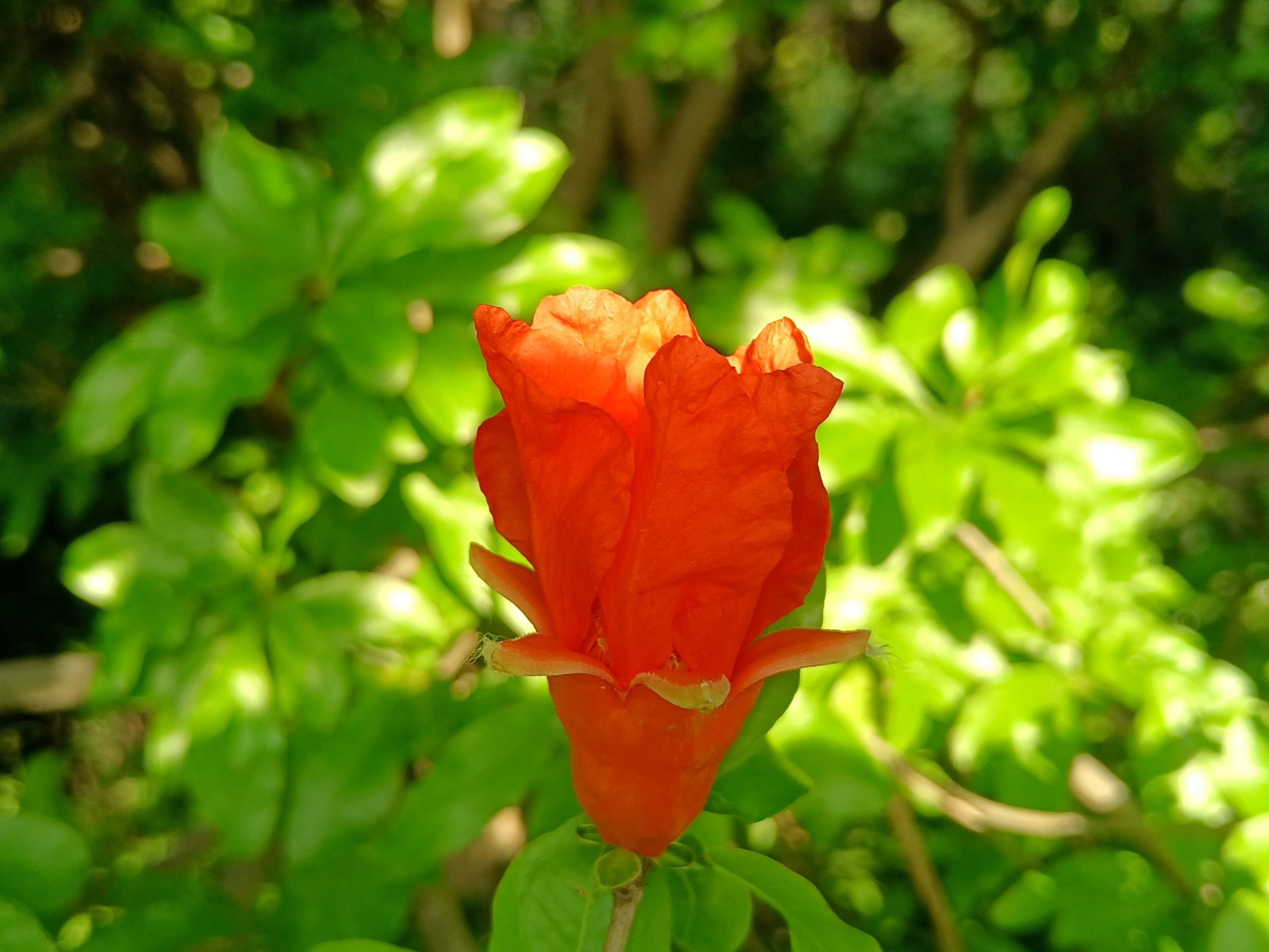 初夏石榴花开了阅读答案,初夏石榴花开了阅读理解答案
