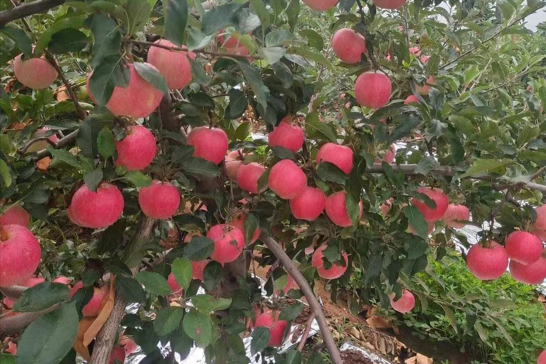 外国水果运到中国,澳洲水果出口中国