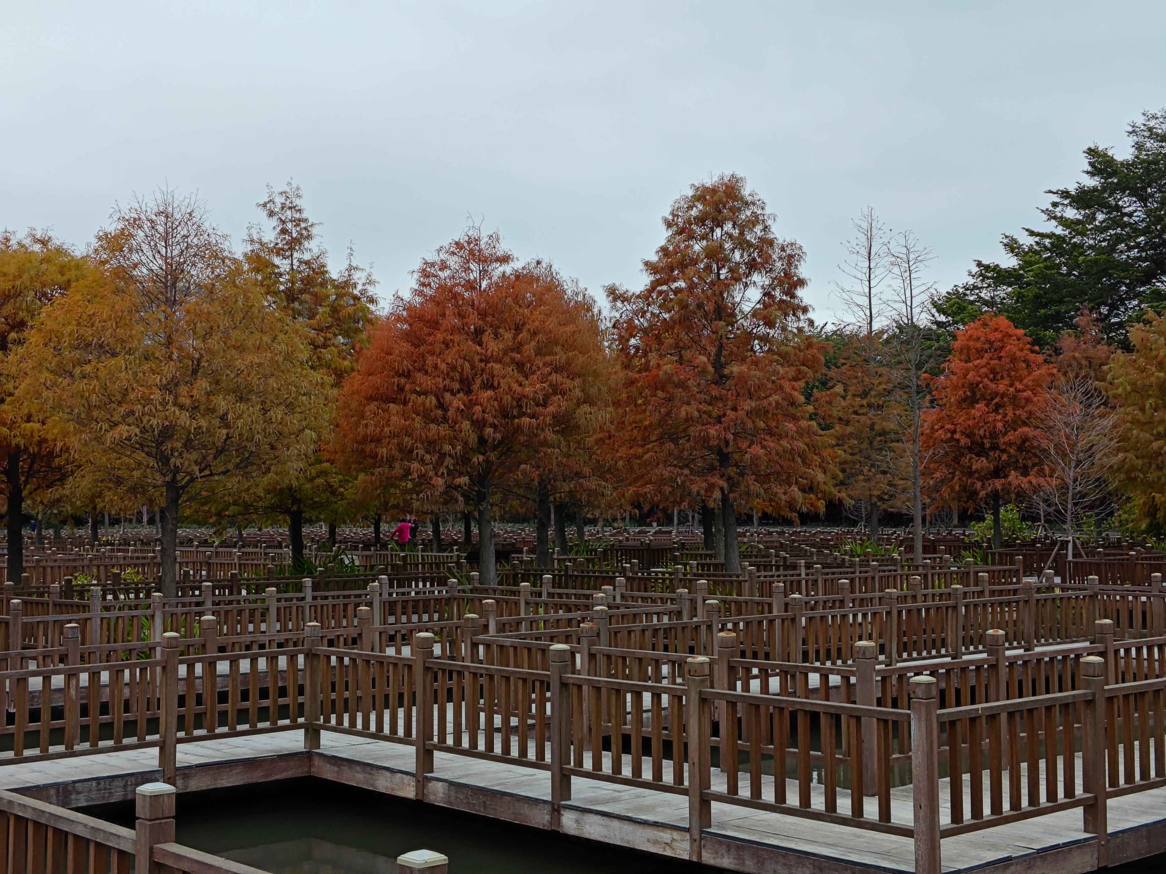 厦门南湖公园落羽杉红了吗,厦门园博园落羽杉