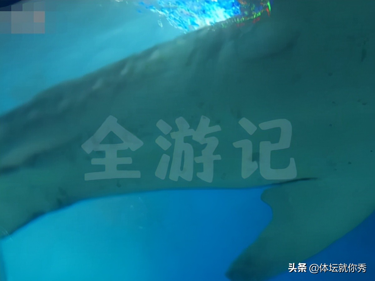 全红婵参观海洋馆！咬嘴唇样子可爱，看见鲸鲨走不动，与海龟互动