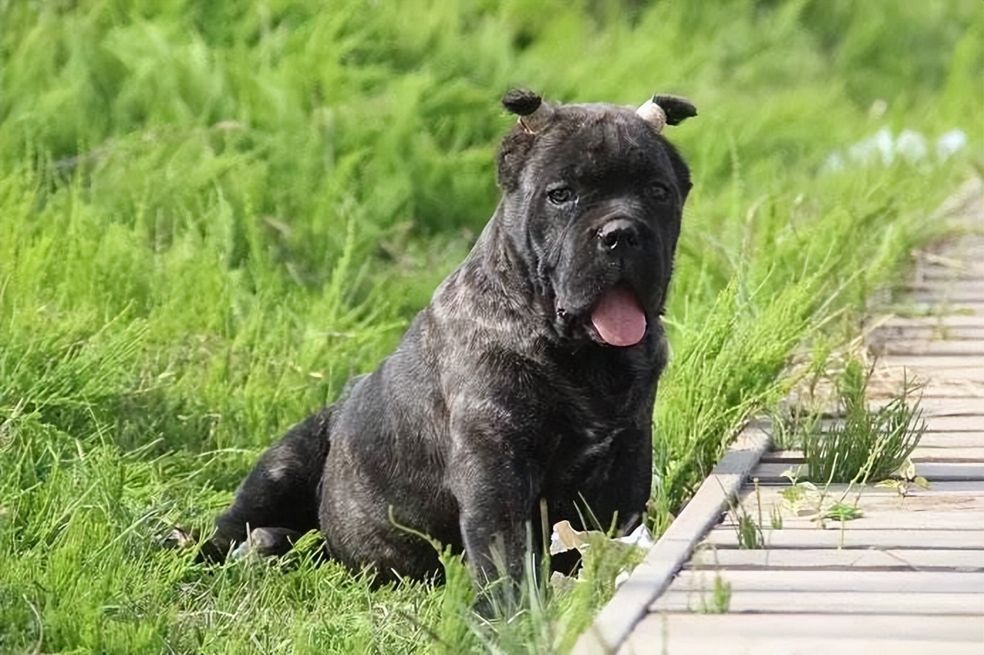 “卡斯罗”明明很优秀，为何养的人少，原因有7个