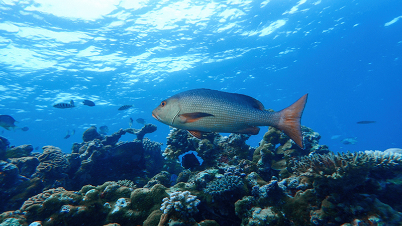 大连渔业发展,大连有多少种鱼类