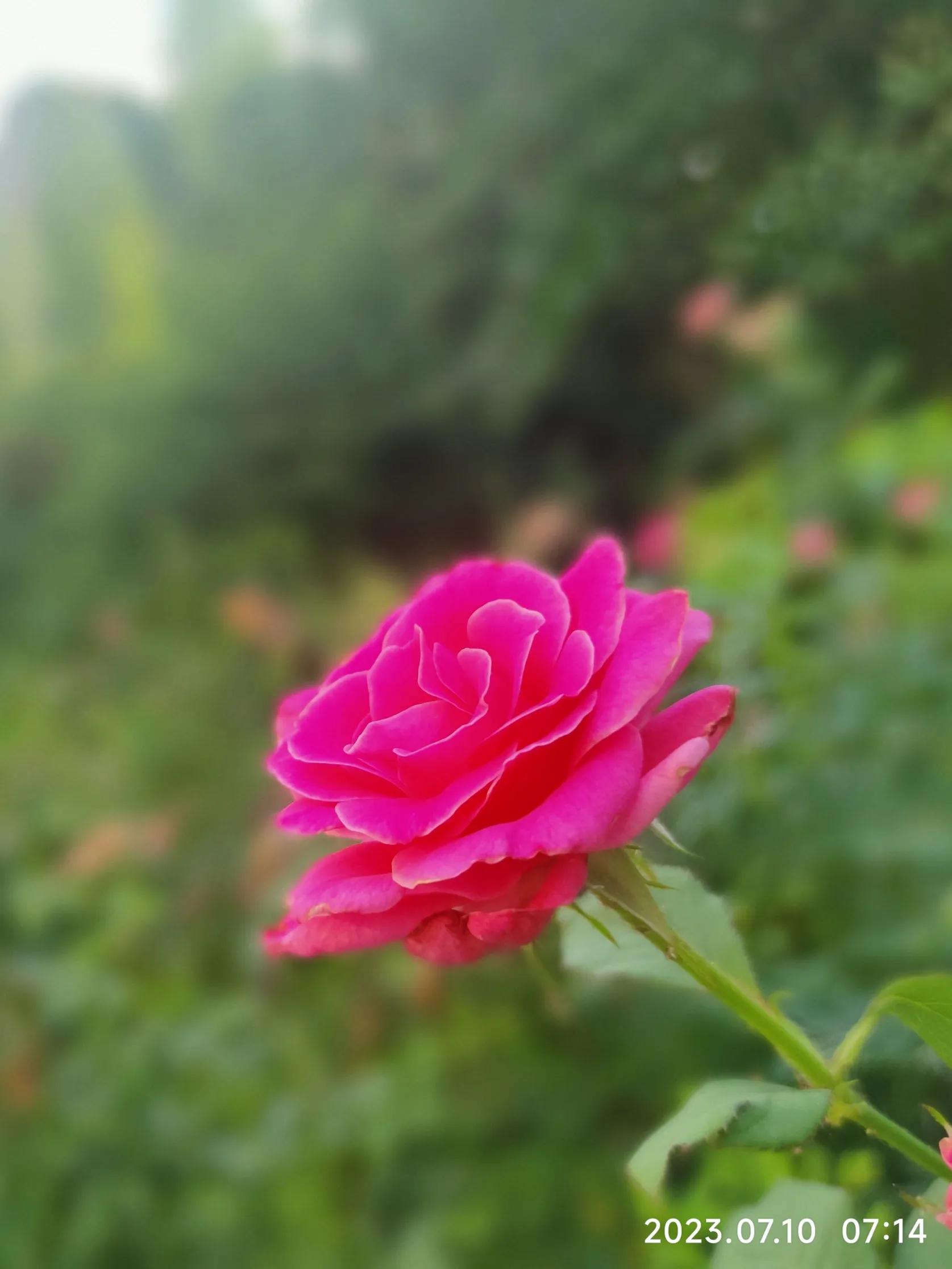 手机拍花如何拍出光斑,如何利用苹果手机拍花