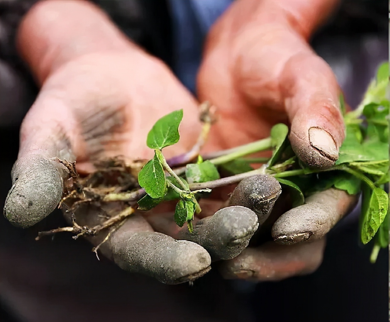 菜农伯伯与农业对话,蔬菜与大棚对话