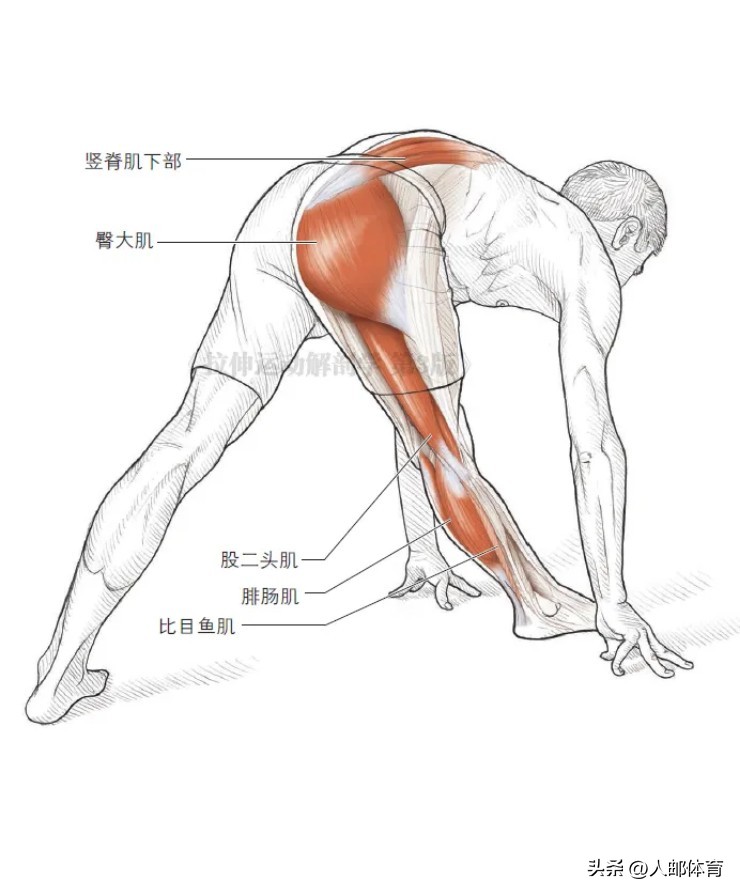 在沙发上锻炼,久坐一族伸展练习方法