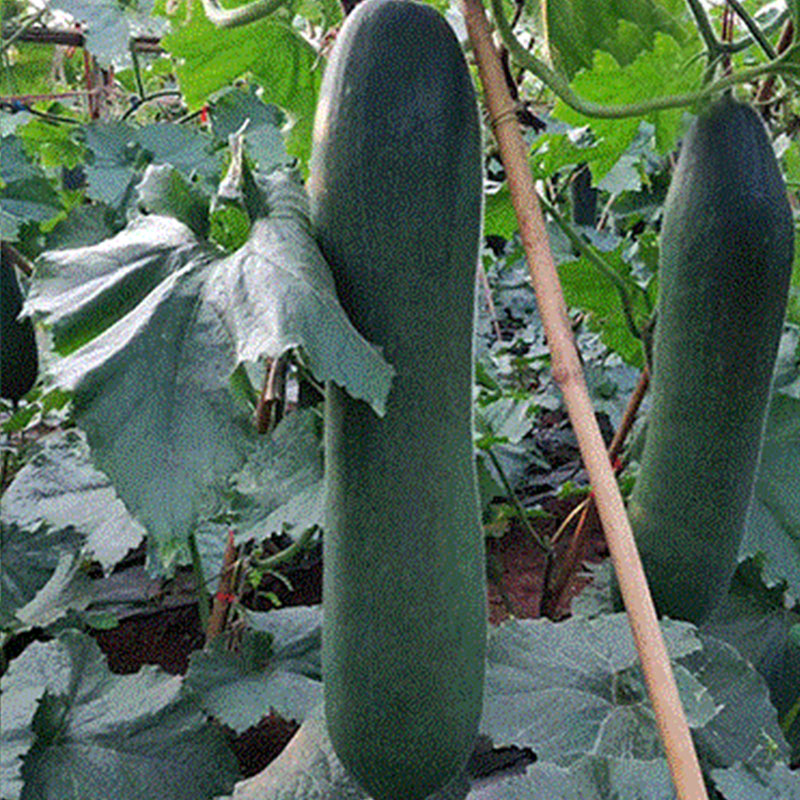 冬瓜的水肥管理,想要西瓜高产用什么肥合理