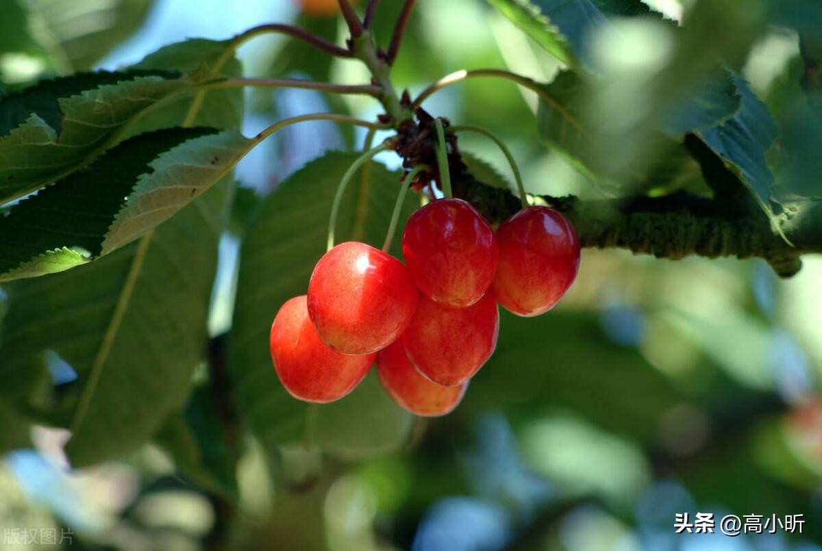 吃樱桃有哪些注意事项,吃樱桃注意事项有哪些