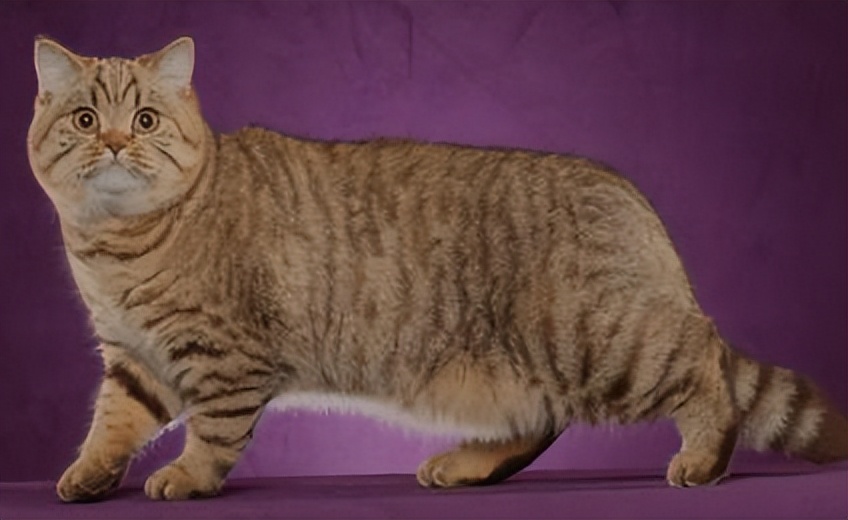 纯种猫咪有哪些颜色,纯种宠物猫有哪些品种