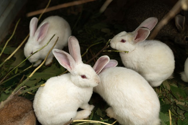 农村养殖最好养的项目是什么,40岁想回农村搞养殖不知养什么好