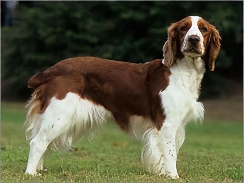 威尔斯激飞猎犬,威尔斯激飞猎犬哪里卖的