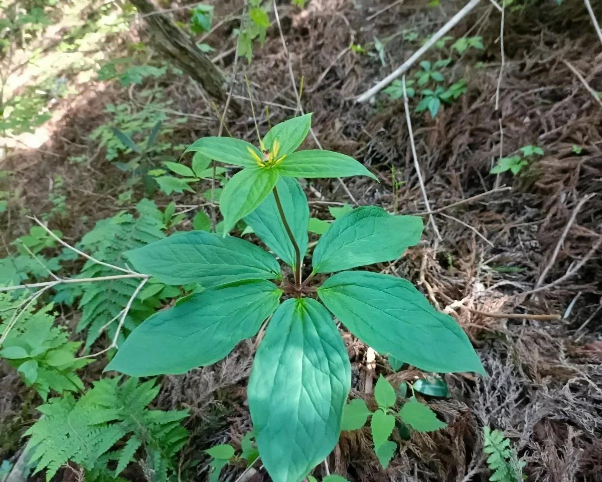 蛇最怕的植物和草,蛇最怕的几种动物分别是谁