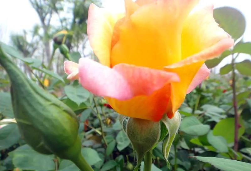 失眠吃中药能睡药一停又会失眠吗,失眠吃中药副作用大吗