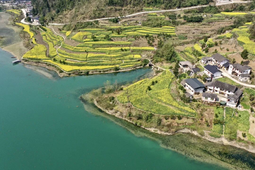 重庆乡村振兴示范村名单,重庆乡村一日游哪些地方好耍