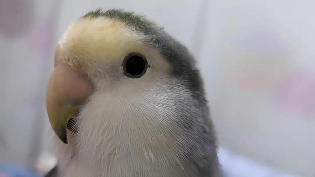 荣耀x40gt骁龙888能买吗,荣耀x40gt是满血骁龙888吗