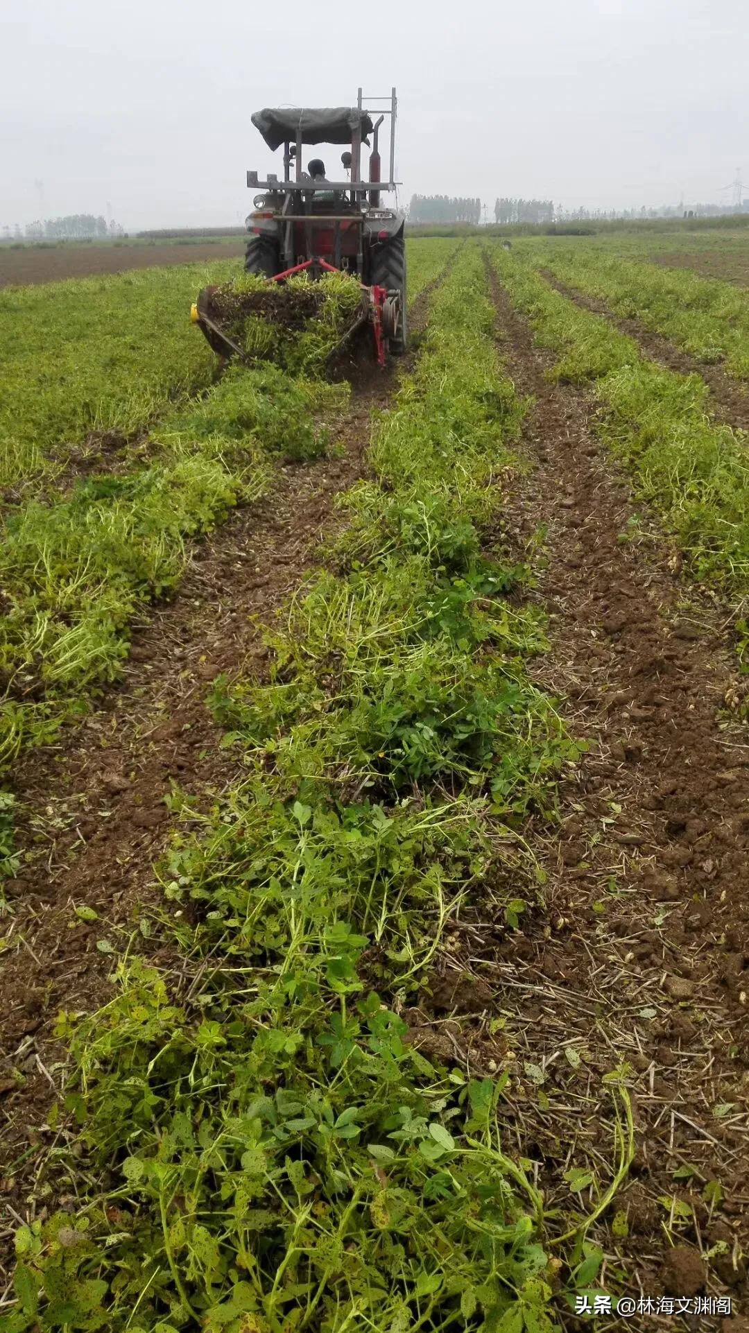 平平淡淡花生芽，食疗兼备众人夸‖林海