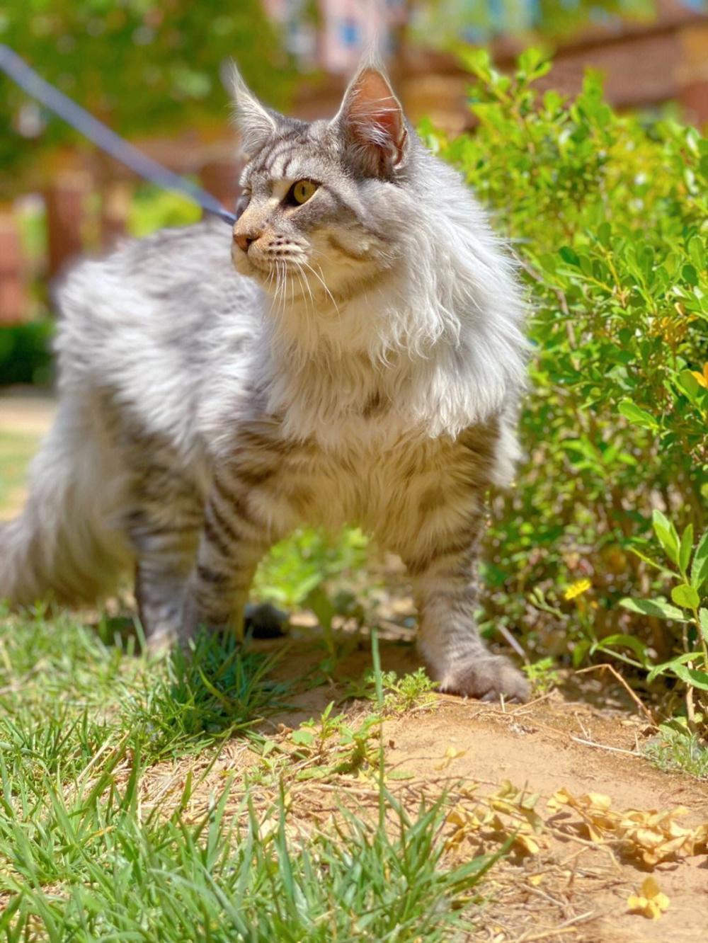 为什么缅因猫幼崽便宜很多,缅因猫为什么不建议养