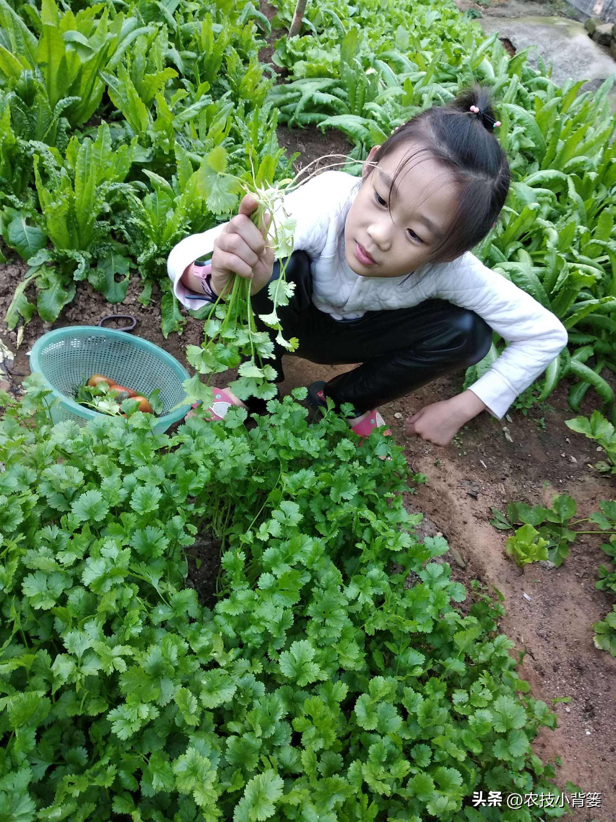 香菜怎样种植出苗快产量高,秋季大棚种植香菜技术