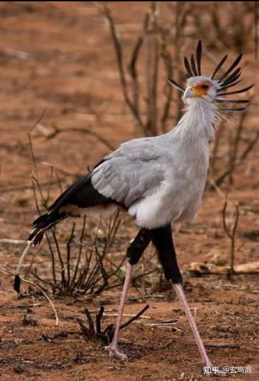 山海经2012白话全译彩图版pdf,山海经海外西经是指哪里