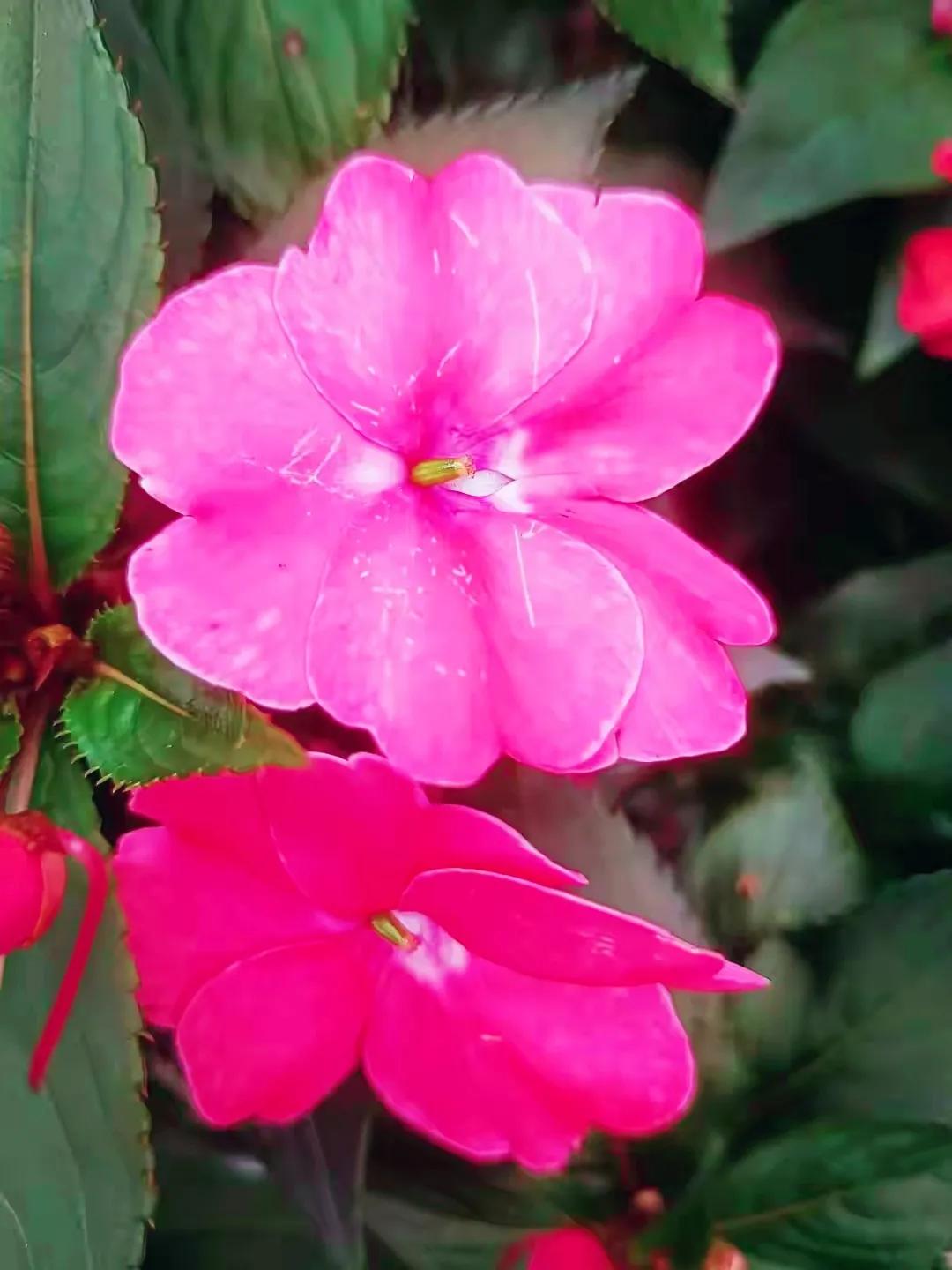 美丽五颜六色的凤仙花,七月最美的花景视频素材