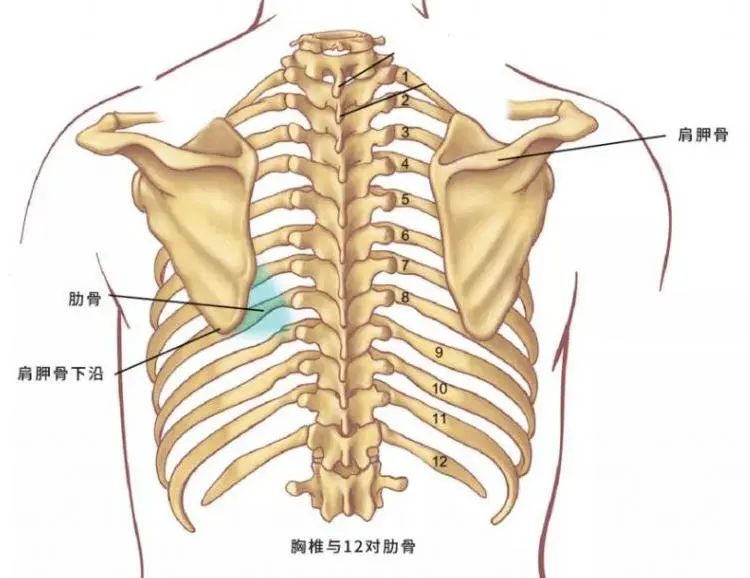 肩膀总是咔咔响？你的肩关节弹响，可能是这些原因