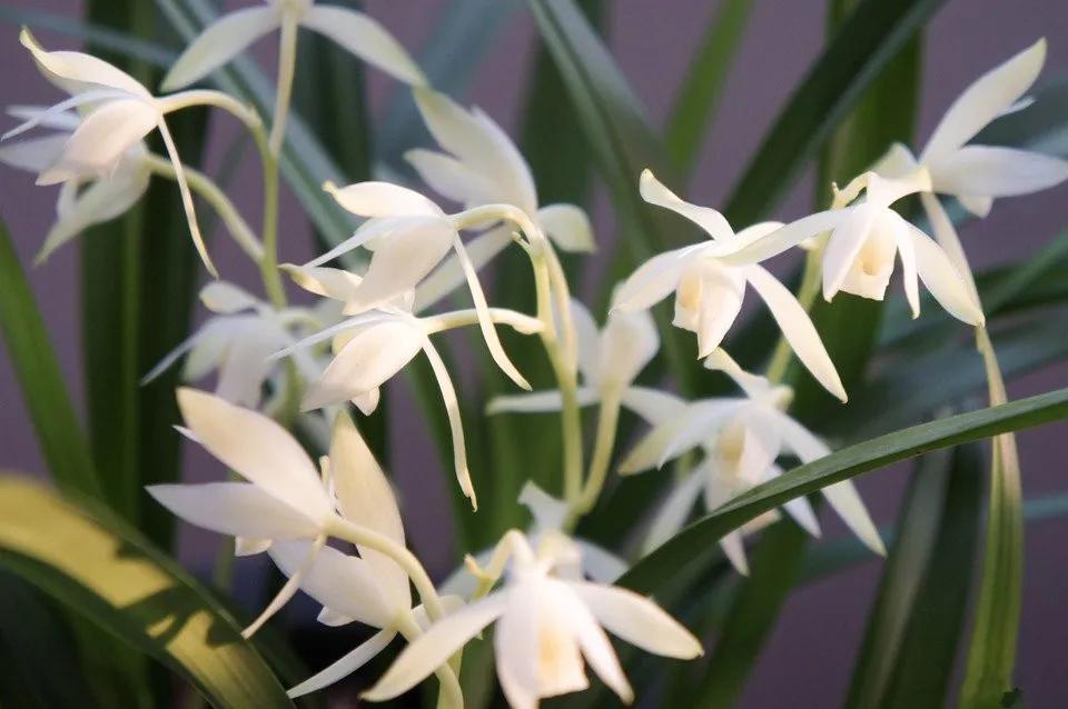 快来看看，兰花的世界真奇妙|壹木星球No.14