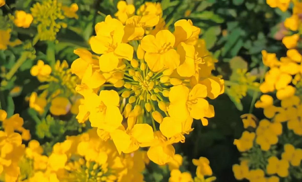 贵州网红草根把亲妹妹介绍给大衣哥做儿媳，返回老家一路江南美景