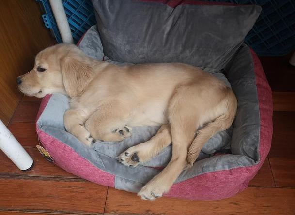 狗狗有几种表现要注意,狗狗有这几种情况说明上火了