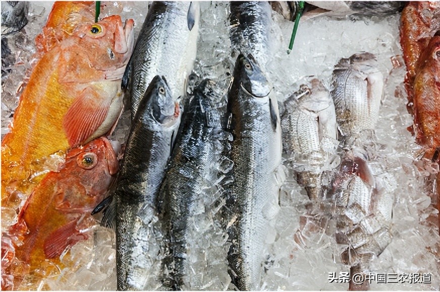 休渔期到来但这些海鲜仍可以选择,休渔期能实现海鲜自由吗