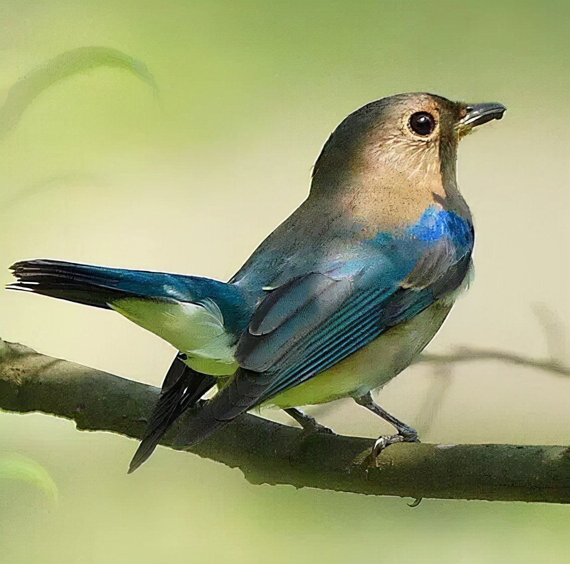 羽色最绚丽的鸟图片,鸟类雨后飞翔照片