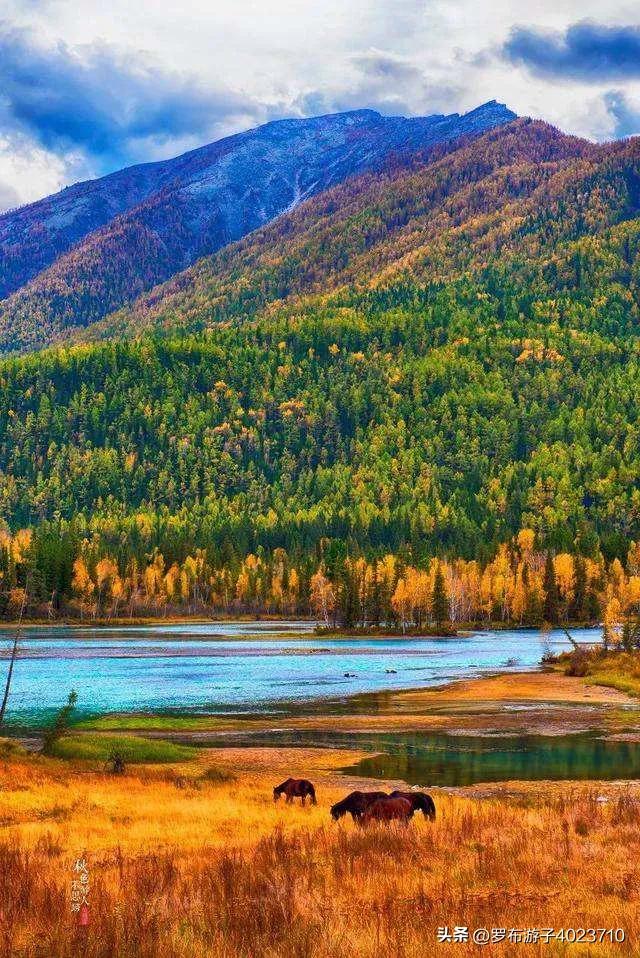 伊力大老窖和小老窖,泸州老窖和伊力老窖