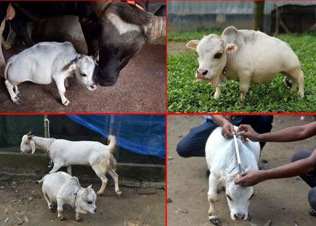 38张罕见的对比照片让人大开眼界,30张对比图片看到最后一张惊呆了