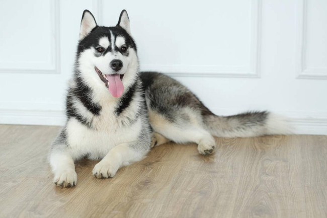 哈士奇嘴巴不白怎么回事,哈士奇嘴巴有红斑