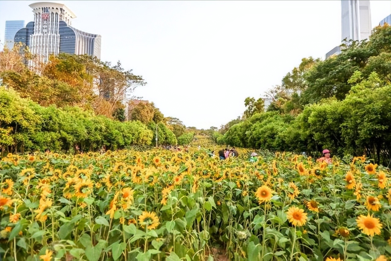 通过对向日葵中重金属含量的研究,进一步了解其种子发芽的特性