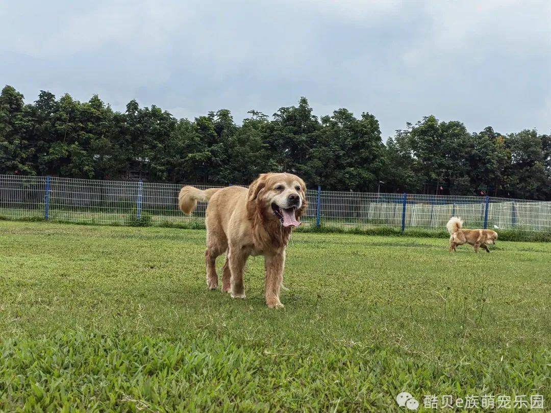 你踩过坑吗测试,你踩坑了吗金标贝壳头真假对比