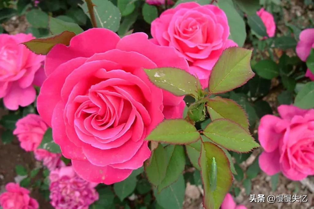 月季花诗句十首,关于月季花的诗句古诗词