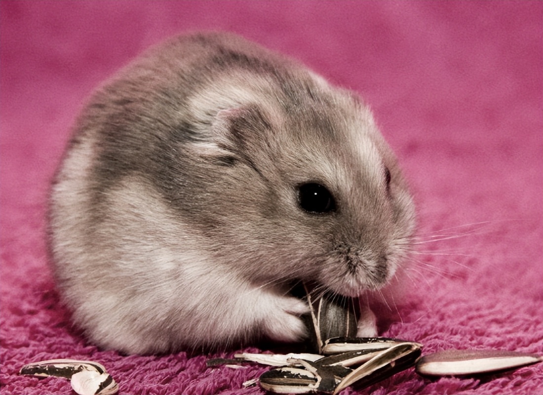 仓鼠的一生全集,仓鼠的一生好看吗