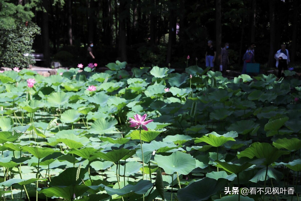 七月伊始，惟愿：绿意染心，静享岁华