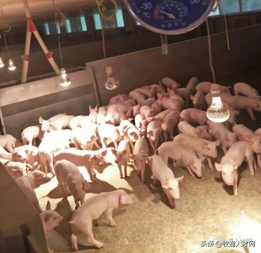 温氏养猪招聘场长,温氏养猪集团招场长信息