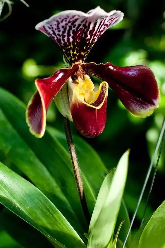 最美的100种兰花图片,欣赏一下最美的兰花