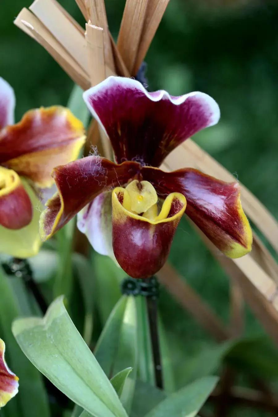 十大名贵兰花葱兰和韭兰的区别,十大名贵兰花视频