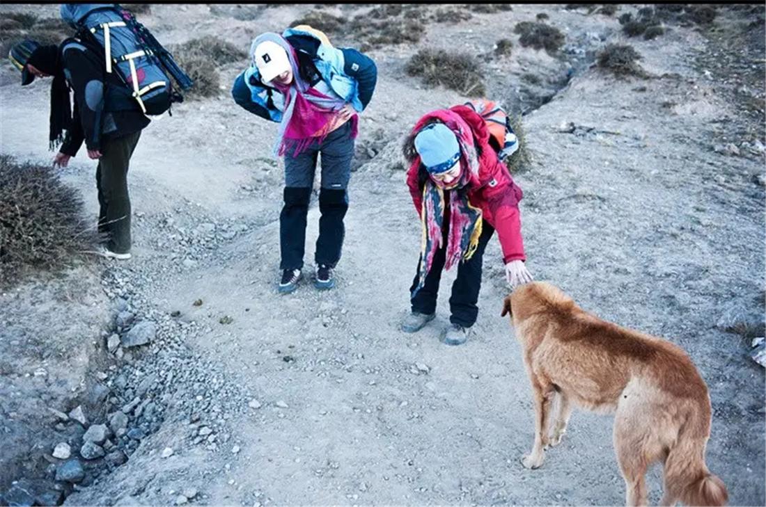 土狗追几十里找主人,土狗自驾川藏线上