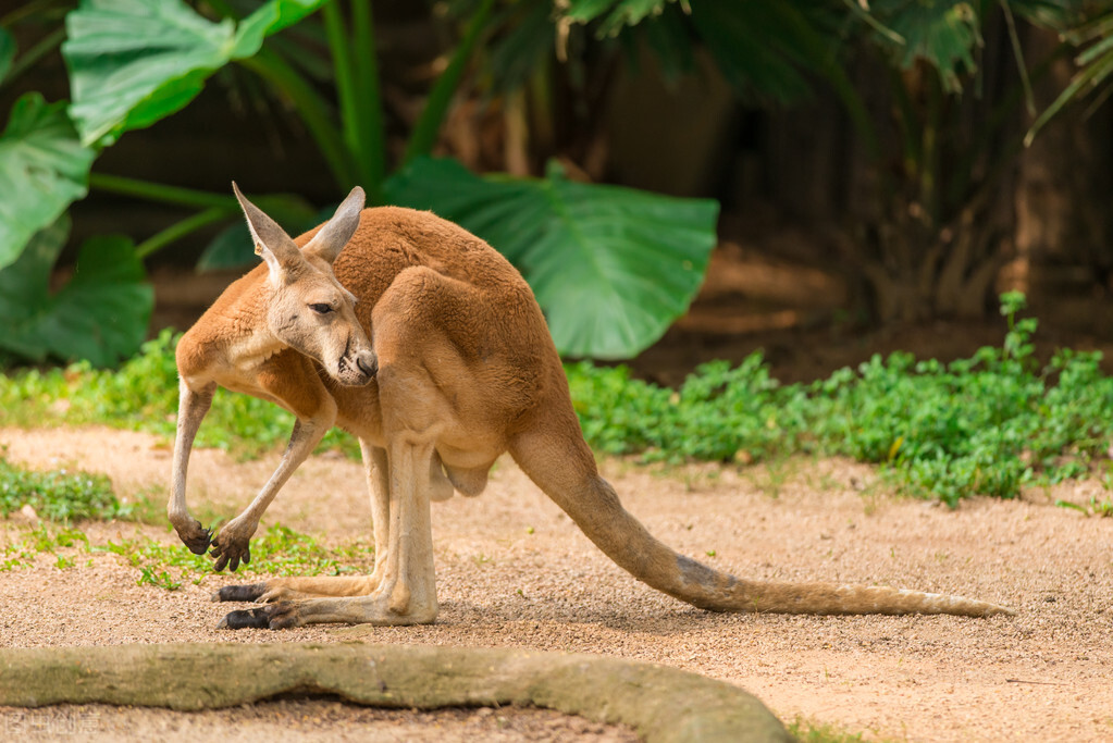 世界各国最稀有的国宝,100个国家国宝动物
