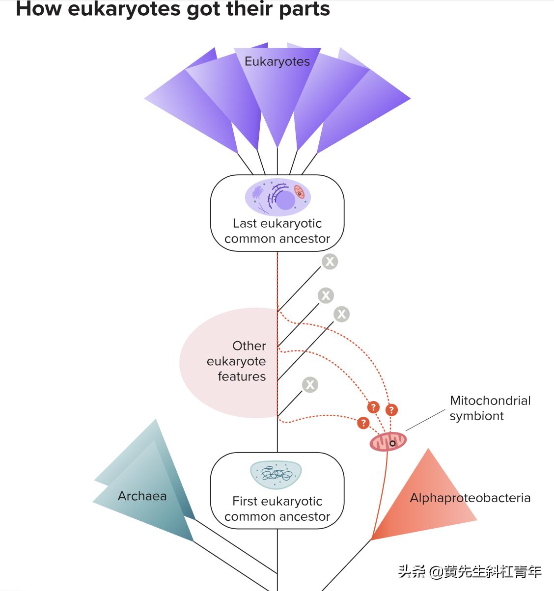 线粒体本质是不是基因,真核生物线粒体和叶绿体的起源