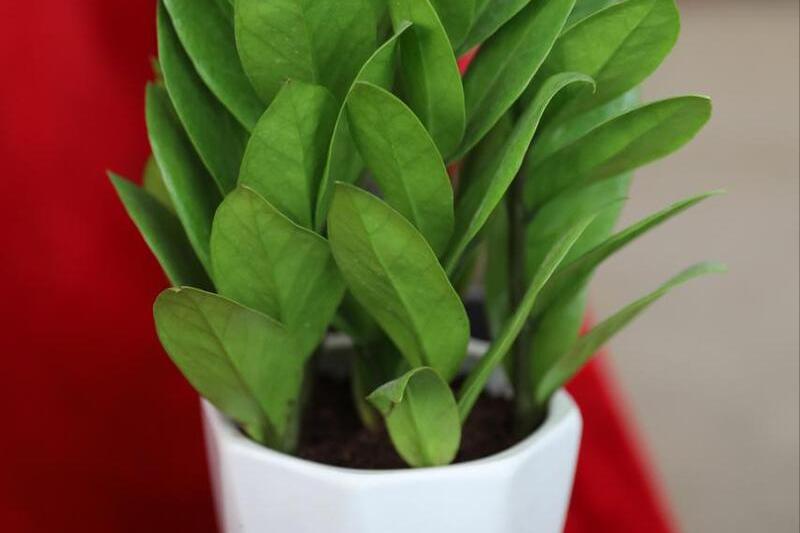 室内空气净化绿色植物,室内净化空气又香最佳植物