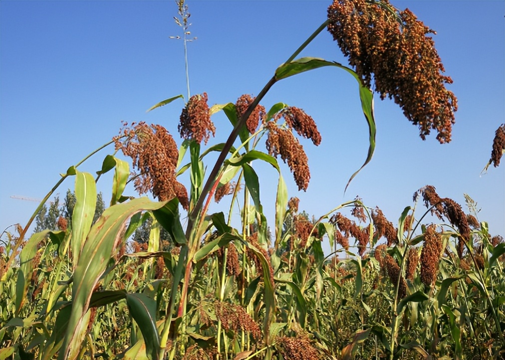 百斤高粱能酿出多少酒?白酒行业背后的利润有多大,你真的了解吗