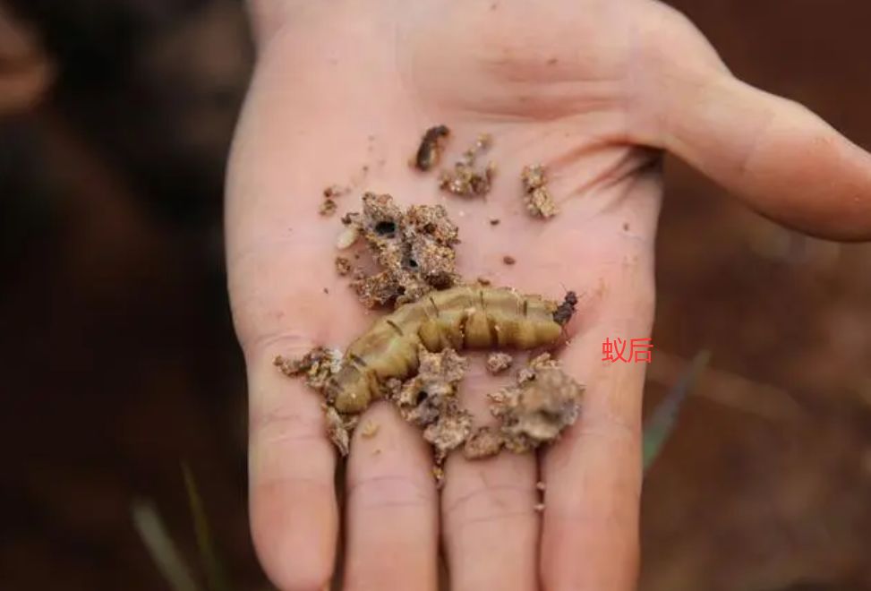 药店能买到白蚁药吗,在哪里买到正品白蚁药