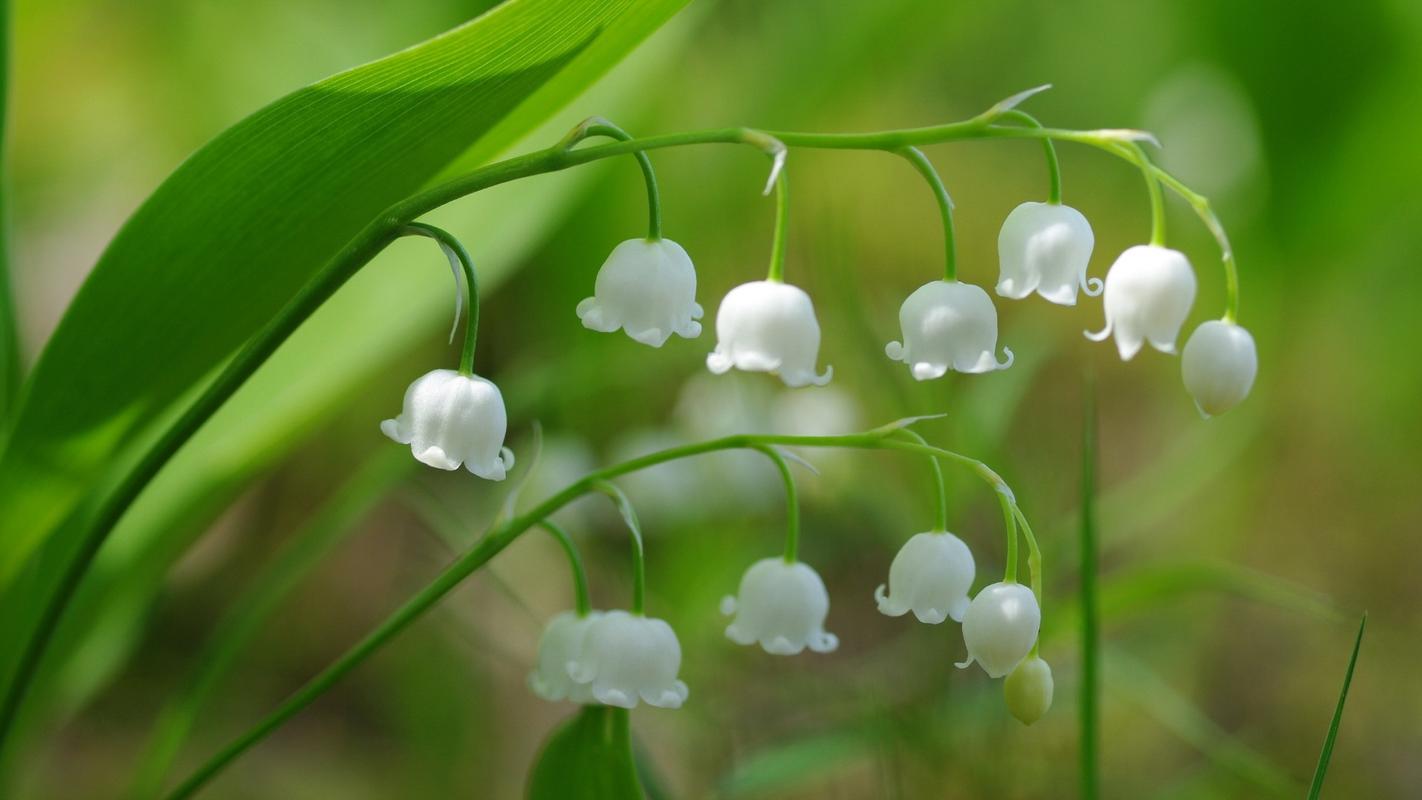 与植物有关的成语是树寒什么什么,与植物有关成语