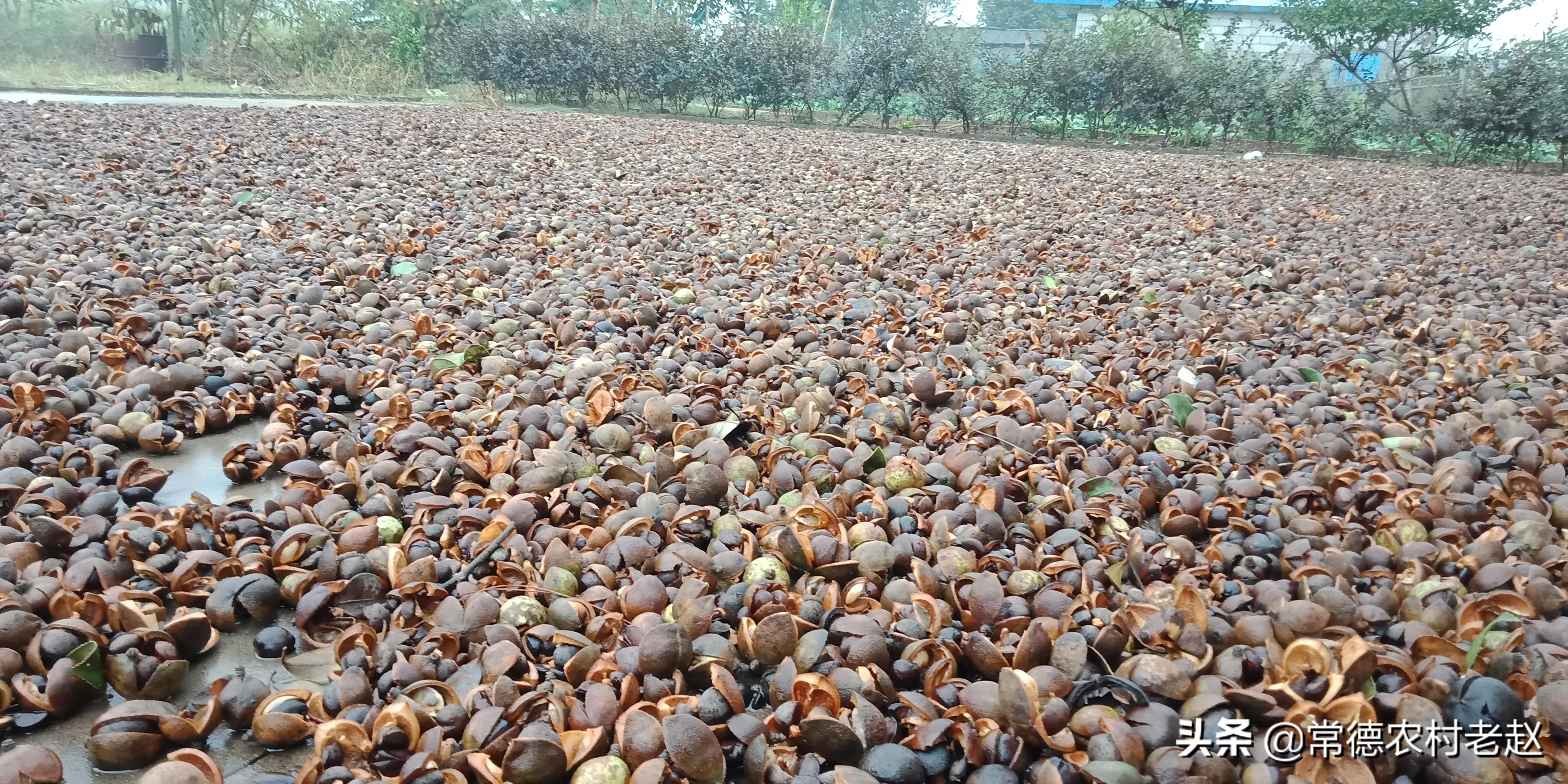 茶籽油发展前景如何,茶籽油为什么有价无市