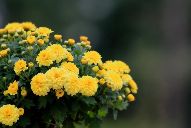 经常肛裂出血怎么治,经常肛裂用什么药